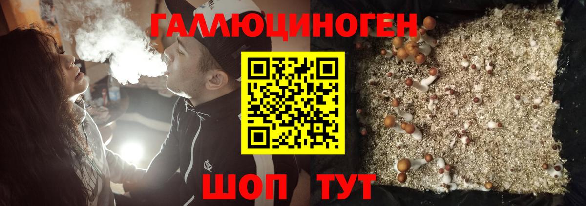 Галлюциногенные грибы Psilocybine cubensis Россия